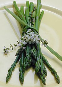 how to grow asparagus