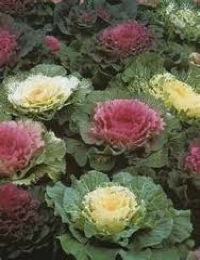 how to grow borecole