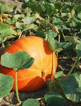 how to grow butternut squash