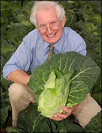 how to grow cabbages