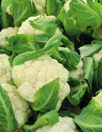 how to grow cauliflowers