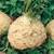 how to grow celeriac