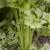 how to grow celery