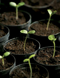 patio gardening