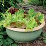 container gardening