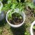 container gardening