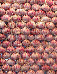 planting garlic