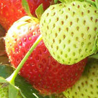 How To Grow Fruit