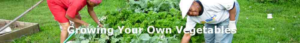 Growing Your Own Vegetables