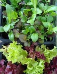 how to grow lettuce