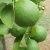 how to grow limes