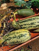 how to grow marrows