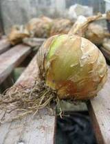 how to grow onions