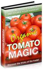 growing organic tomatoes