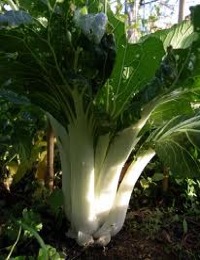 how to grow pak choi
