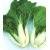 how to grow pak choi