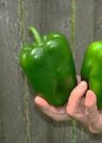 how to grow peppers