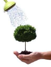 plant watering