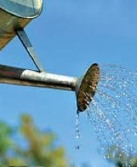 plant watering requirments