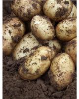 how to grow potatoes
