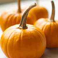 how to grow pumpkins