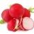 how to grow radishes