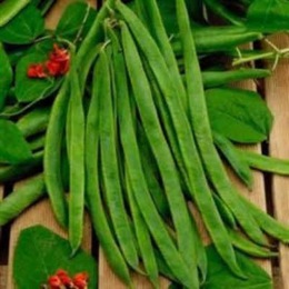 how to grow runner beans
