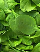 how to grow spinach