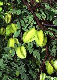 how to grow star fruit