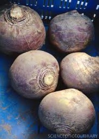 how to grow swedes