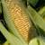 how to grow sweetcorn