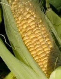 how to grow sweetcorn