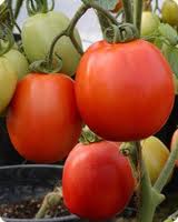 tomato plants