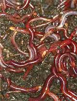 how to make worm compost